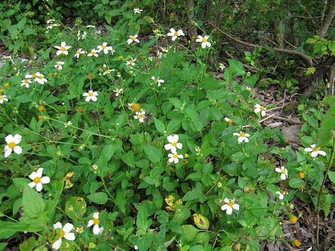 Bidens pilosa