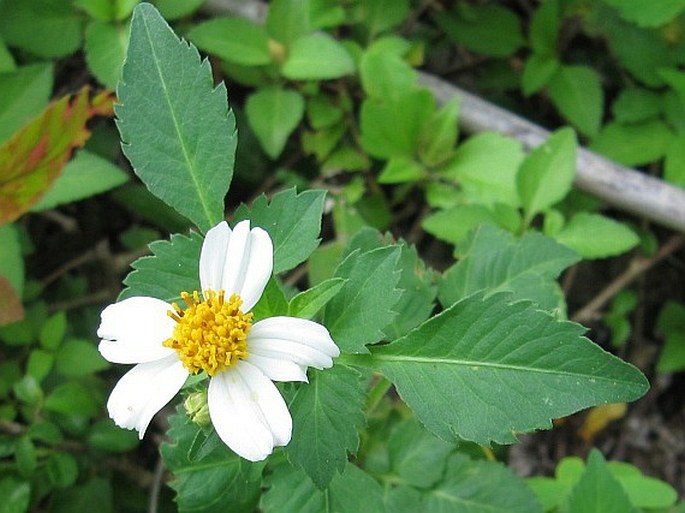 Bidens pilosa