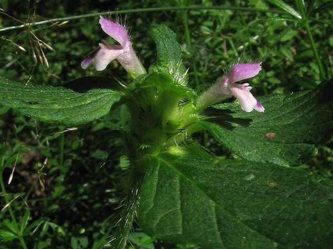 Galeopsis bifida