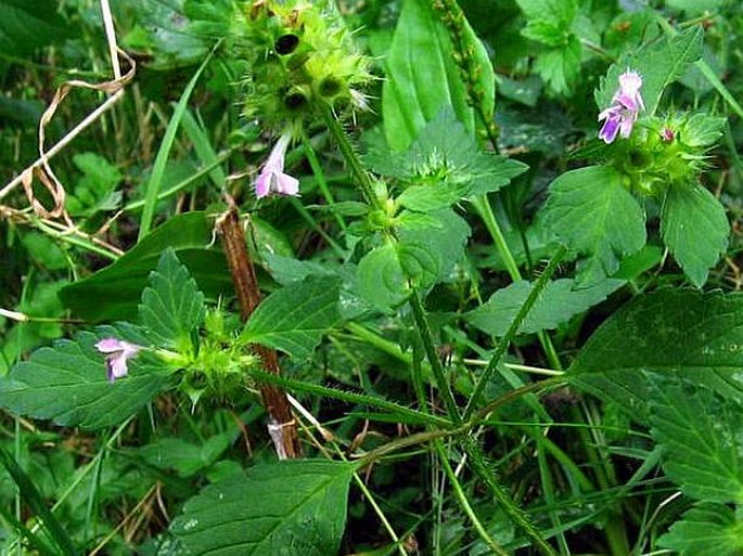 Galeopsis bifida