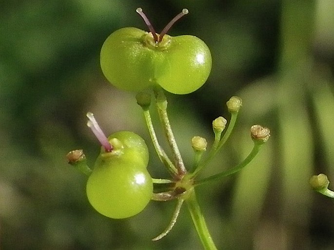 Apiaceae