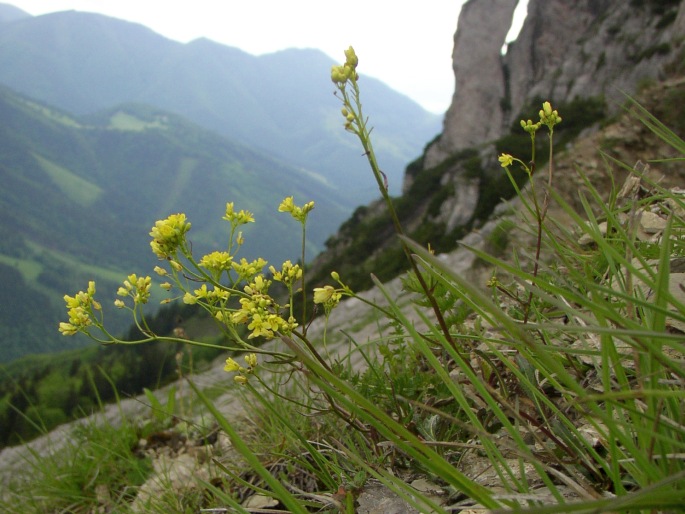 Biscutella laevigata subsp. austriaca