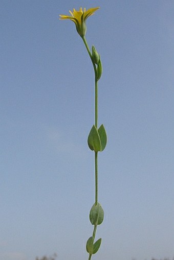 Blackstonia perfoliata