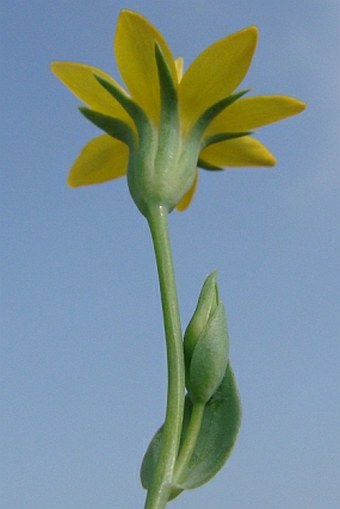 Blackstonia perfoliata