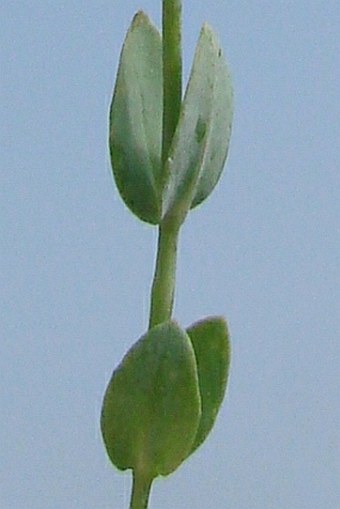 Blackstonia perfoliata