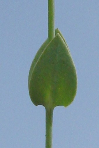 Blackstonia perfoliata