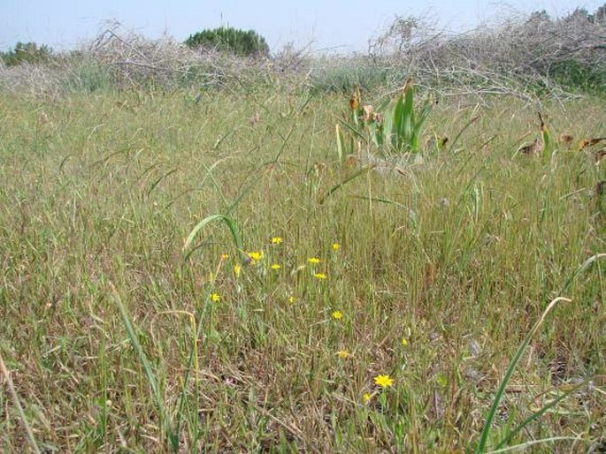 Blackstonia perfoliata