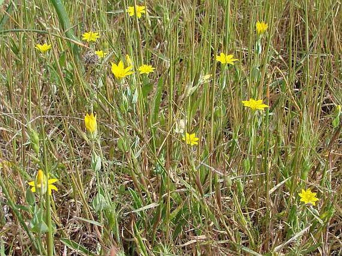 Blackstonia perfoliata