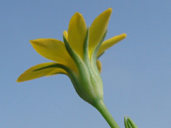 Blackstonia perfoliata