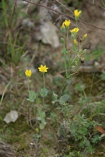 Blackstonia acuminata