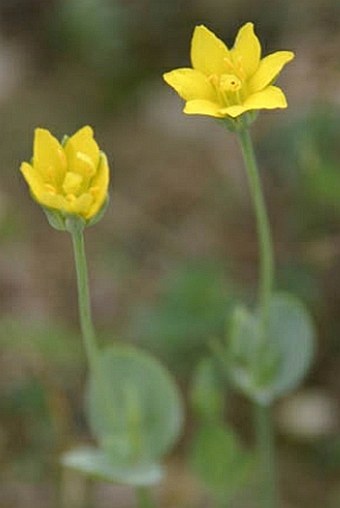 Blackstonia acuminata