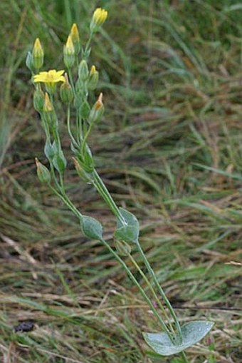 Blackstonia acuminata