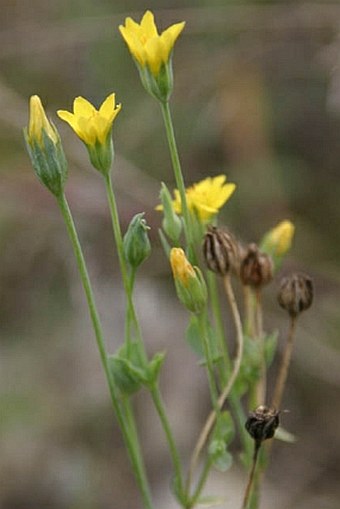 Blackstonia acuminata