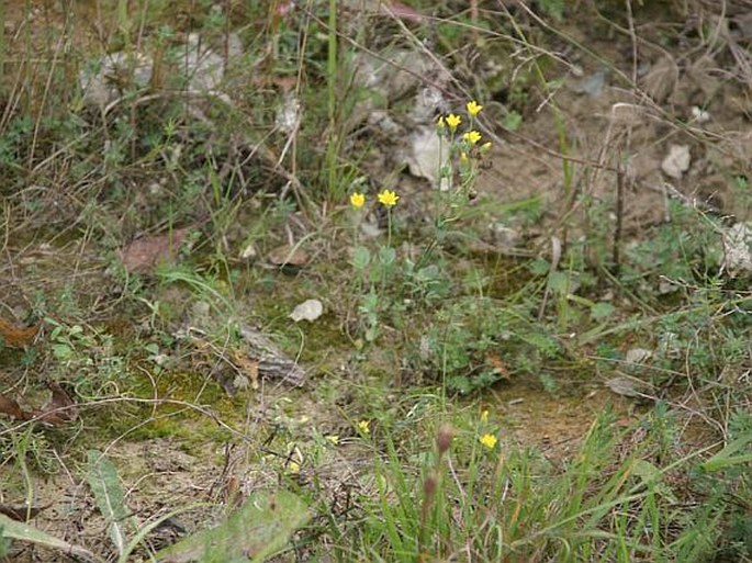 Blackstonia acuminata