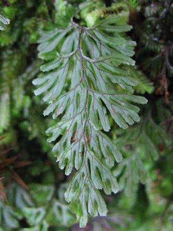 Hymenophyllum tunbrigense