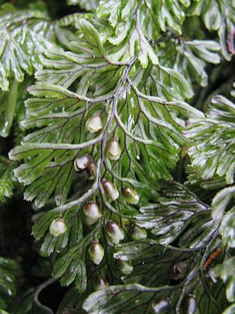 Hymenophyllum tunbrigense