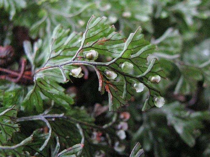 Hymenophyllum tunbrigense