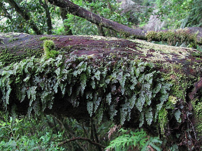 Hymenophyllum tunbrigense