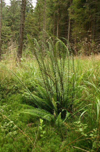 Blechnum spicant