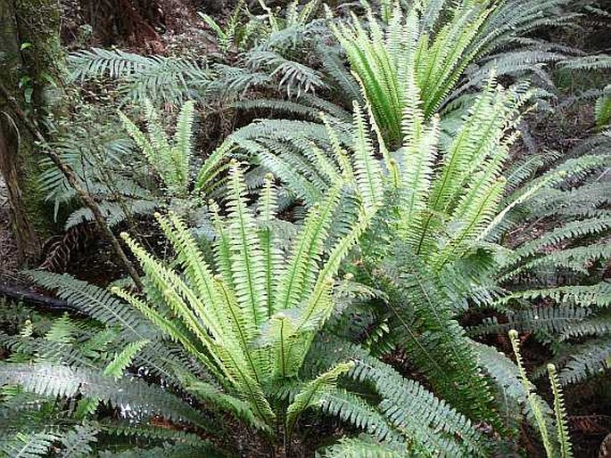 Blechnum discolor