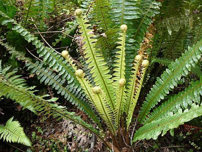 Blechnum discolor