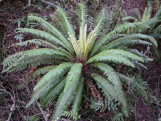 Blechnum discolor