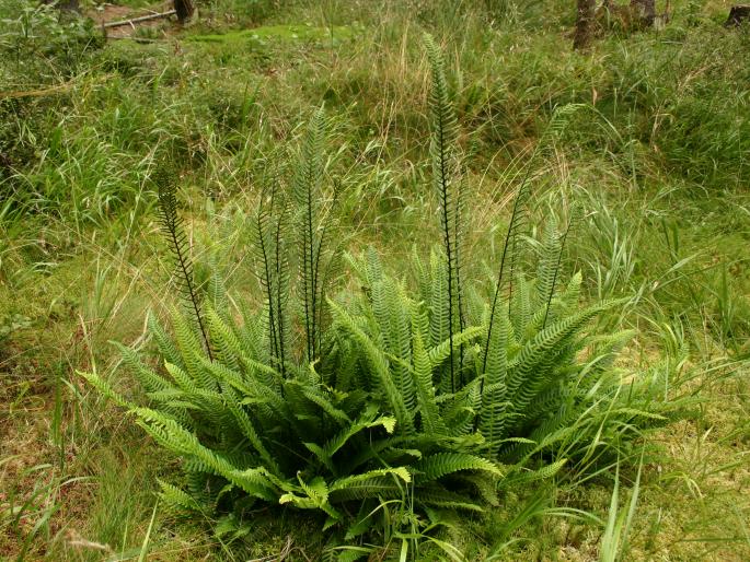 Blechnum spicant