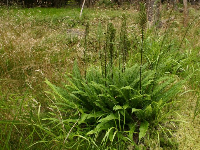 Blechnum spicant