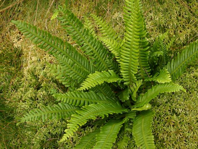 Blechnum spicant