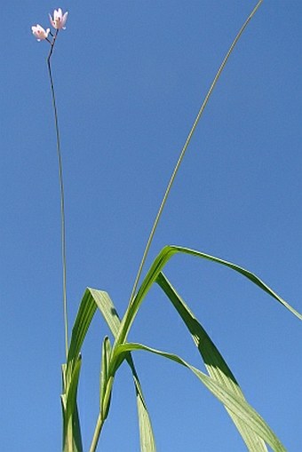 Bletilla formosana