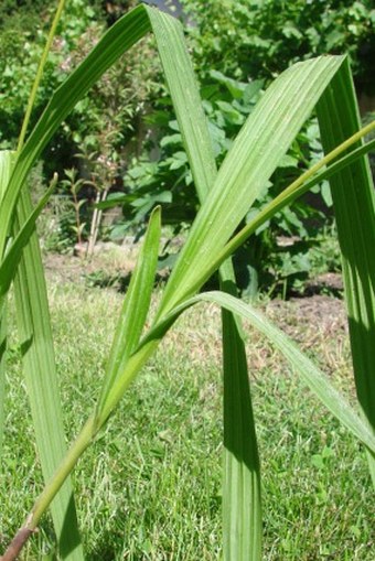 Bletilla formosana