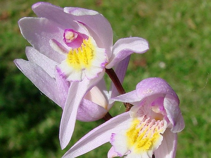 Bletilla formosana