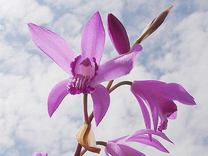 Bletilla striata