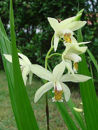 Bletilla ochracea