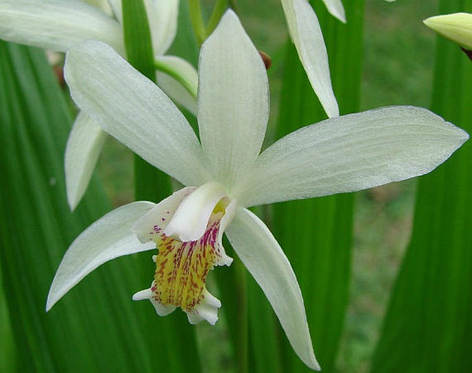 Bletilla ochracea