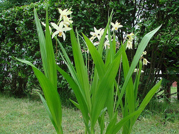 Bletilla ochracea