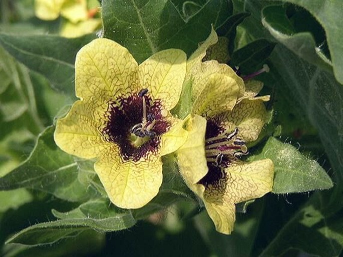 HYOSCYAMUS NIGER L. – blín černý / blen čierny