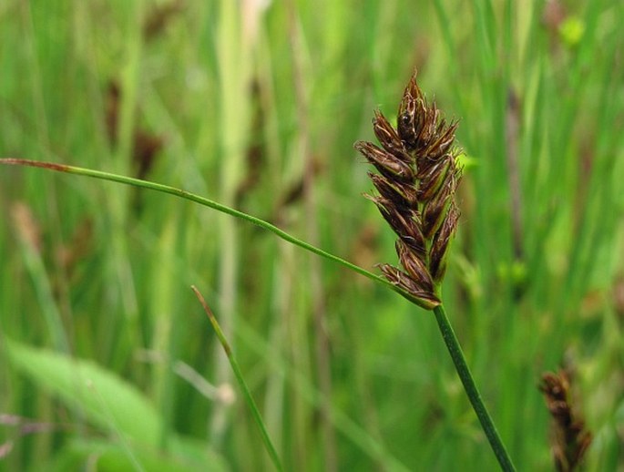 BLYSMUS COMPRESSUS (L.) Link – skřípinka smáčknutá / škripinka stlačená