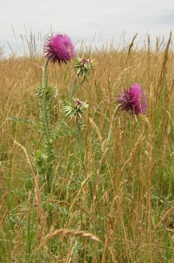 Carduus nutans