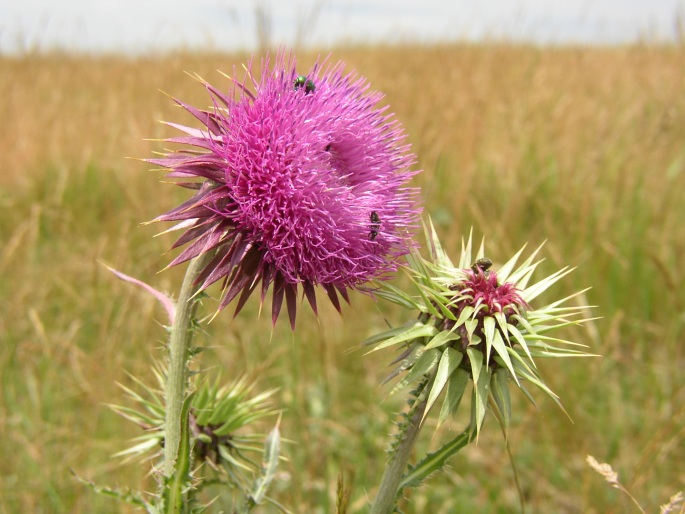 Carduus nutans