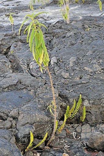 Boehmeria penduliflora