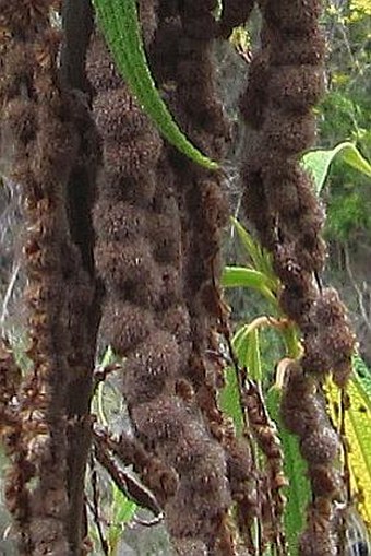 Boehmeria penduliflora