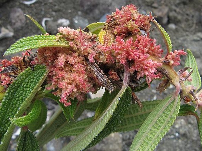 Boehmeria penduliflora