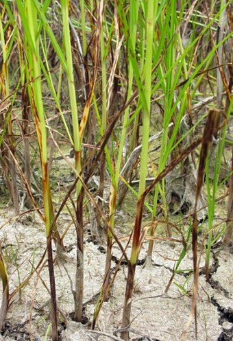 Bolboschoenus maritimus