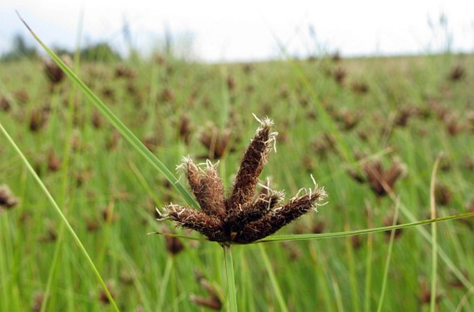 BOLBOSCHOENUS MARITIMUS (L.) Palla s. str. – kamyšník přímořský / šašina prímorská