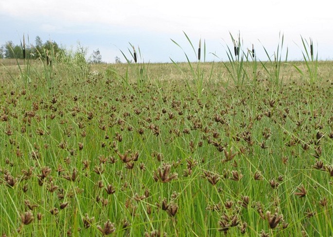 Bolboschoenus maritimus