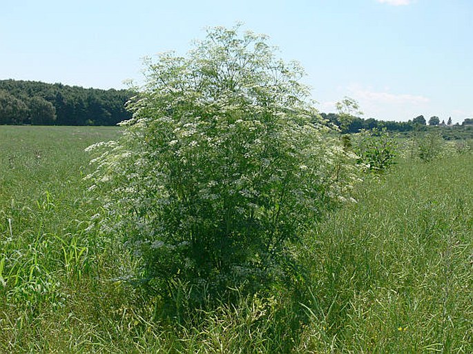 Conium maculatum