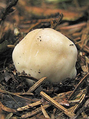 Boletus edulis