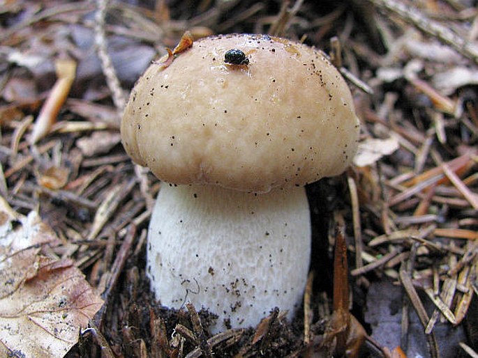 Boletus edulis