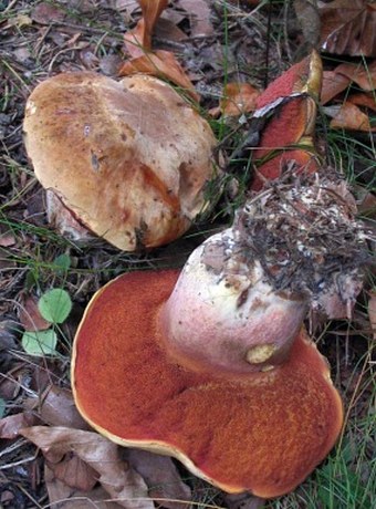 Boletus luridiformis